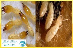 طرق مكافحة النمل الابيض جودا كلين 0535647158 افضل شركات مكافحة النمل الابيض ورش الدفان ومكافحة العتة الارضة ورش النمل قبل الصبة بالرياض بالدمام بالقصيم بالحريق بالجبيل بحوطة بنى تميم بحوطة سدير